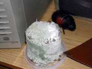 green mold on cake